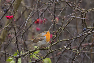 Erithacus rubecula